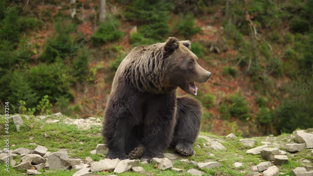 Single wild brown bear yawns sitting on a stony hill Single wild brown bear yawns sitting on a stony hill