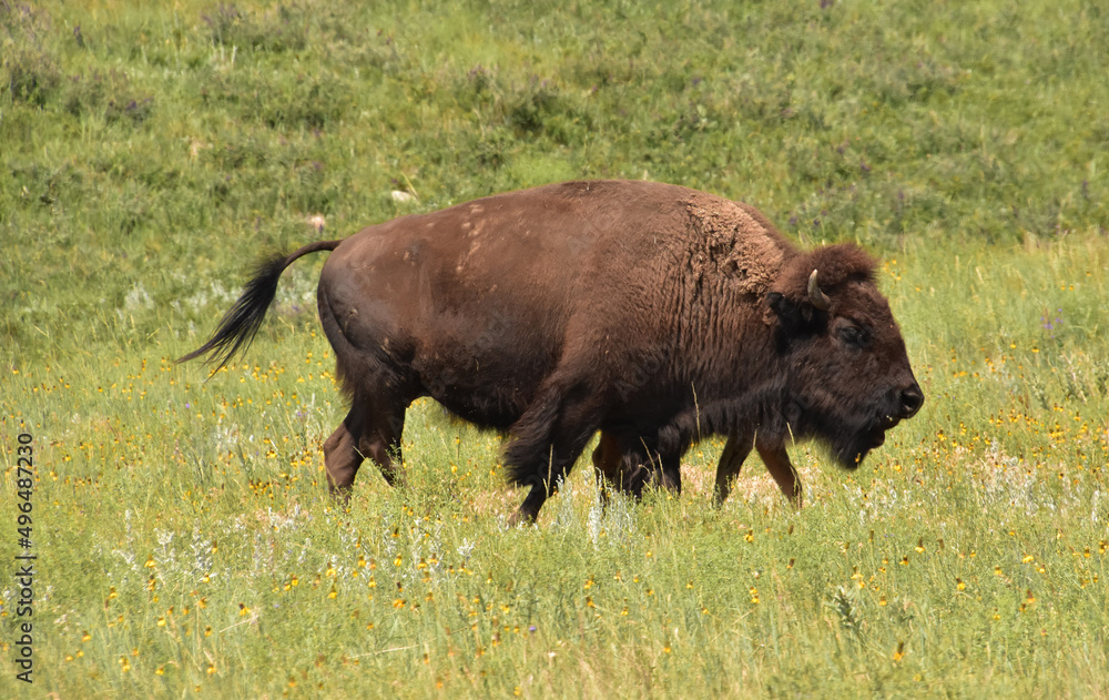 Bison Wandering Through a Large Grass Meadow
