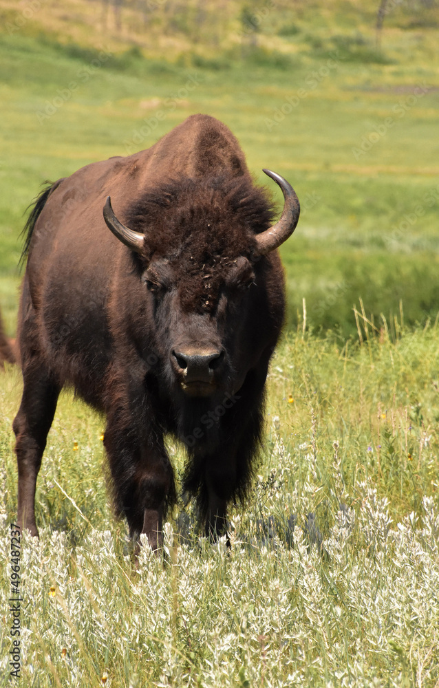 American Buffalo with Flies on His Face in a Meadow