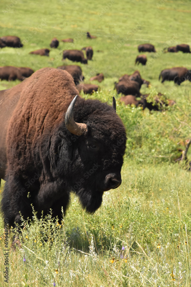 Stunning Capture of an American Bison in a Field