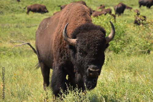 Looking Directly into the Face of a Buffalo