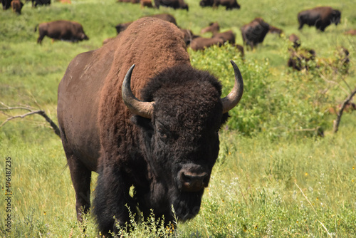 Buffalo with a Herd in the Background in North Dakota