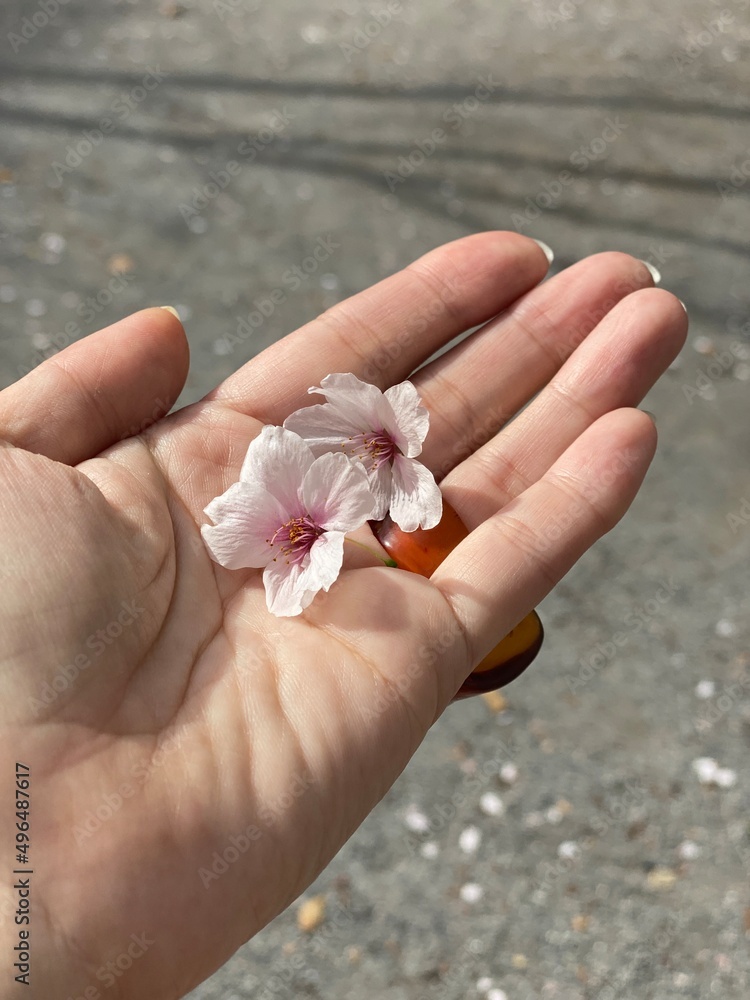 A hand holding two fallen sakura flowers, Tokyo Japan Kodenmacho, April 2nd 2022 sakura season A hand holding two fallen sakura flowers, Tokyo Japan Kodenmacho, April 2nd 2022 sakura season