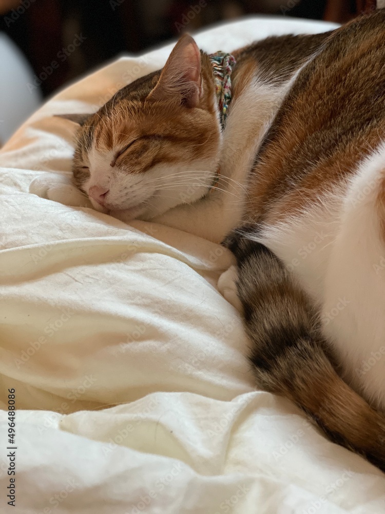 cat sleeping on top of futon bed, Ms. Macaron, 1 year and 10 month old, Tokyo Japan March 2022