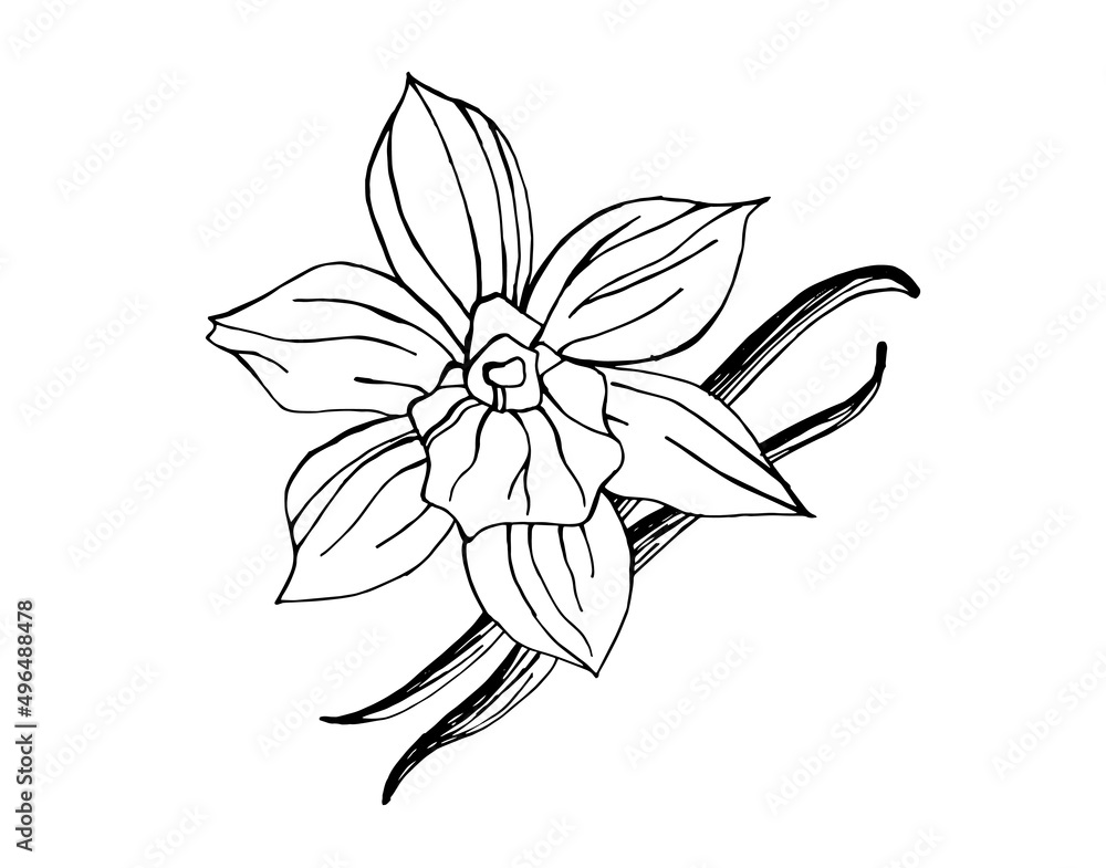 Black and white illustration of vanilla flower with vanilla pod isolated on white background. Hand drawn outline picture. Black and white illustration of vanilla flower with vanilla pod isolated on white background. Hand drawn outline picture.