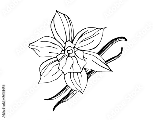 Black and white illustration of vanilla flower with vanilla pod isolated on white background. Hand drawn outline picture. 