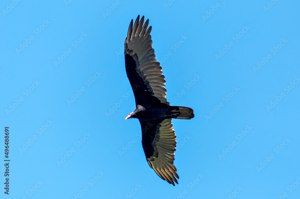 Naklejka premium Blue sky with Turkey Vulture bird flying (Cathartes aura), big black bird flying.