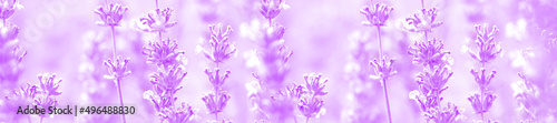 Field lavender  pale color  morning summer blur background wallpaper.