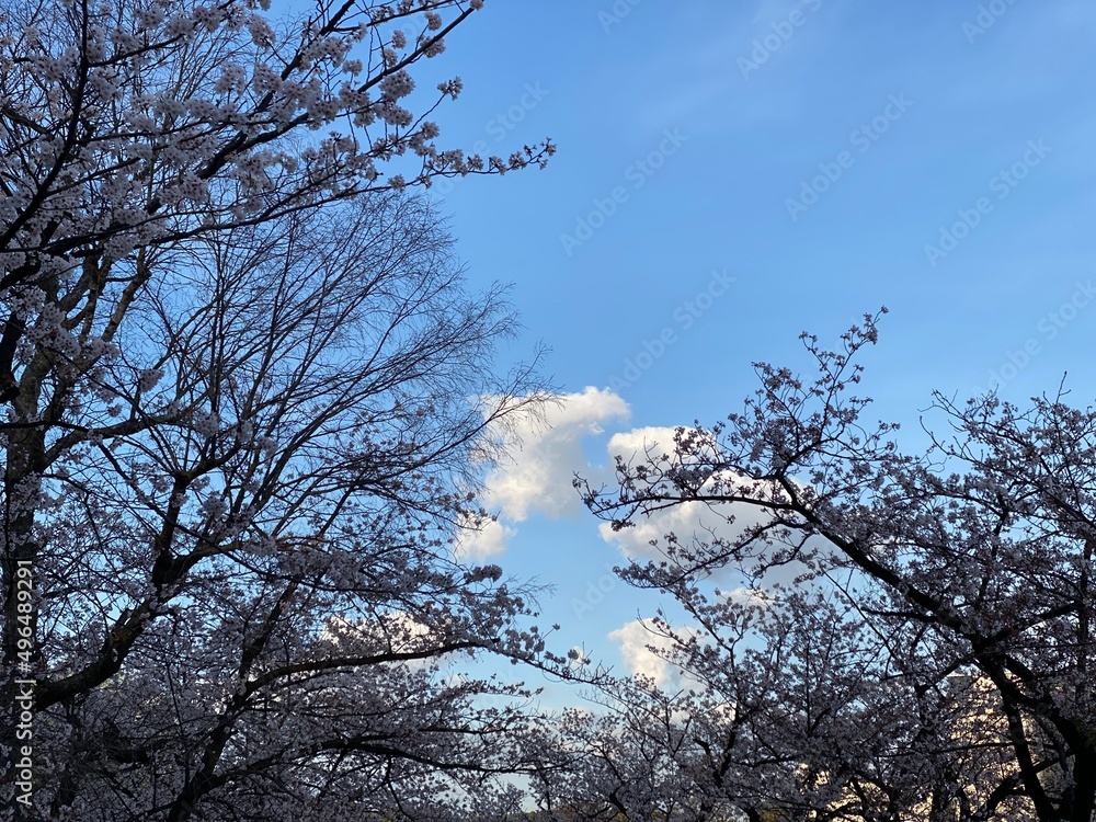 Beautiful blue sky with silhouette of the sakura cherry blossom, Ueno Park Spring 2022