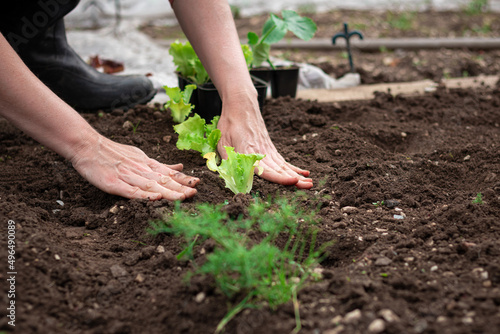 Caucasian female hands transplanting lettuce seedlings in dark fertile soil  prepared by loosening  close up shot.