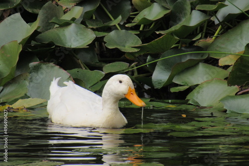 pato blanco nadando en el estanque. photo
