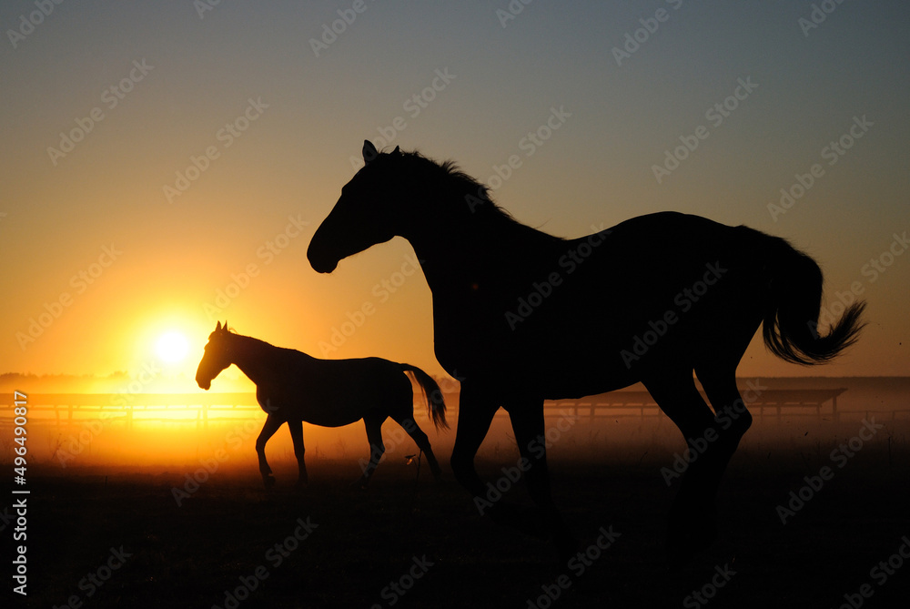 A herd of horses at dawn. Horses come in a landscape at sunrise, silhouette A herd of horses at dawn. Horses come in a landscape at sunrise, silhouette