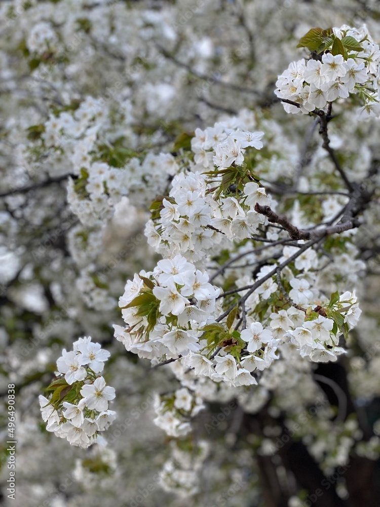 sakura blossom, spring April 1st, 2022, Tokyo Ueno Japan sakura blossom, spring April 1st, 2022, Tokyo Ueno Japan