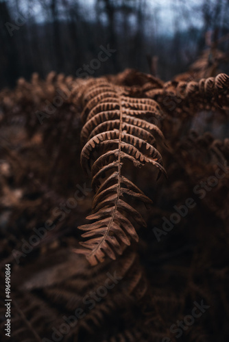 fern in the forest © Gabriele
