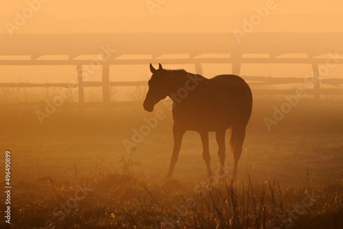 The horse walks in the paddock, eat grass against the backdrop of the rising sun at dawn