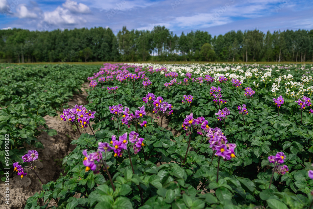 Close up purle flower of potato crop Close up purle flower of potato crop