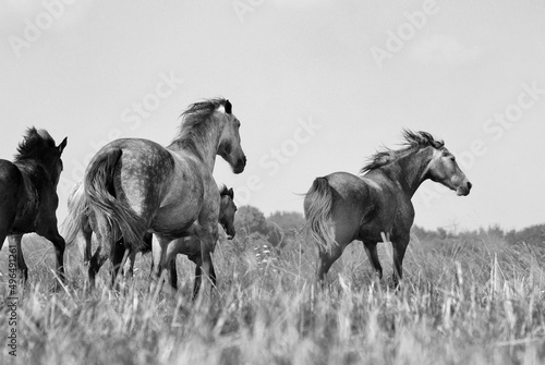 A herd of horses gallops in the field. Black and white stylized photo