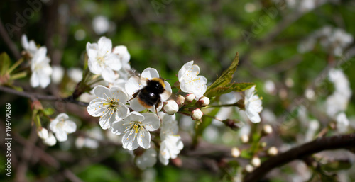 A bee on an Apple blossom . In spring, the bee pollinates the flowers. Small details close-up © Sofya