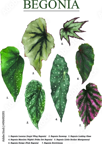 Canvas-taulu leaves isolated on white background,vector