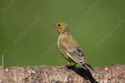 Greenfinch perched on a tree trunk close up in the summer
