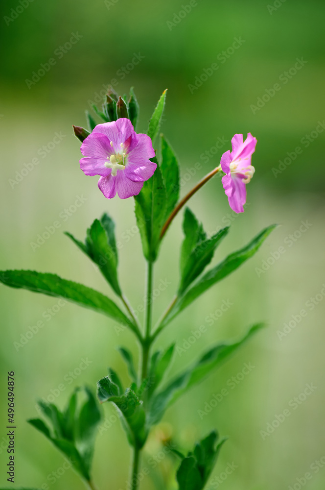 pink delicate flower on a green background pink delicate flower on a green background
