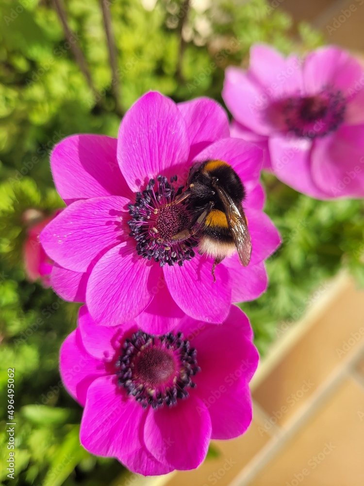bee on flower bee on flower