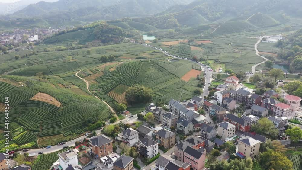 longjing tea plantation in hangzhou china longjing tea plantation in hangzhou china