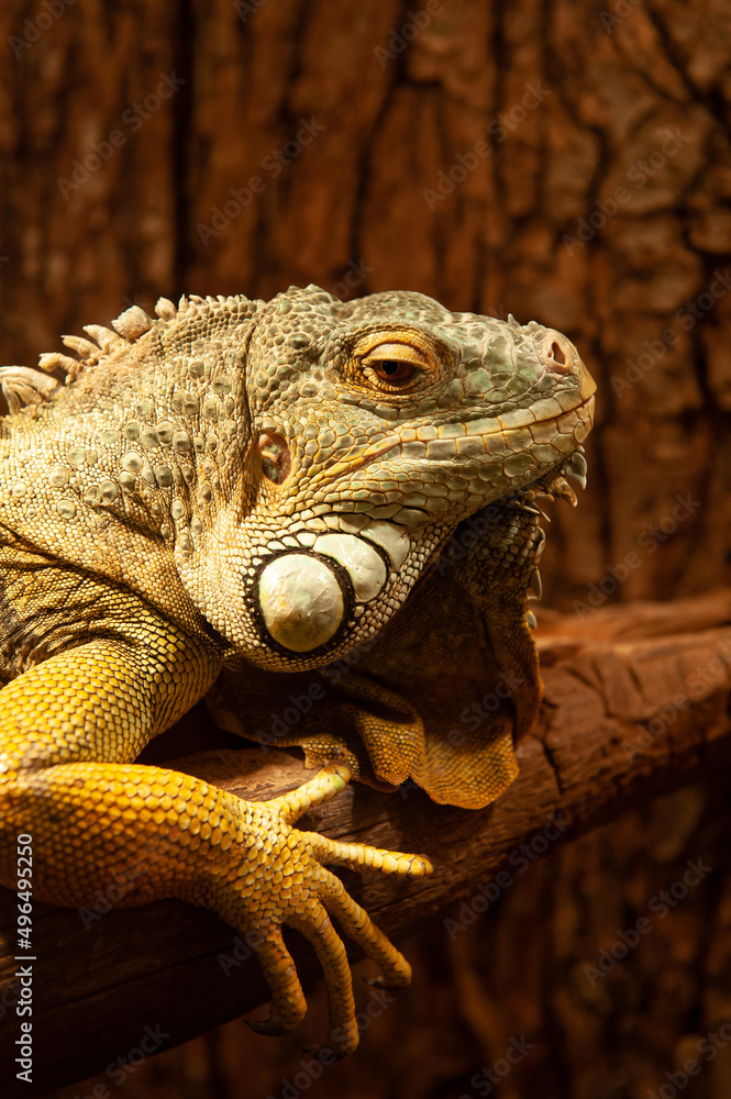Close up view of an iguana reptile animal held in captivity during an exhibition with different breeds of reptiles. Iguane species.