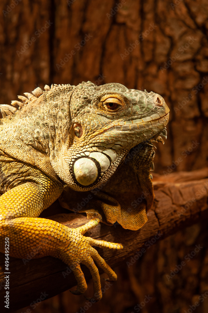 Fototapeta premium Close up view of an iguana reptile animal held in captivity during an exhibition with different breeds of reptiles. Iguane species.