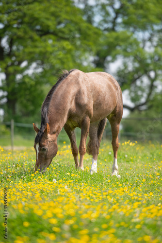 horse in the meadow