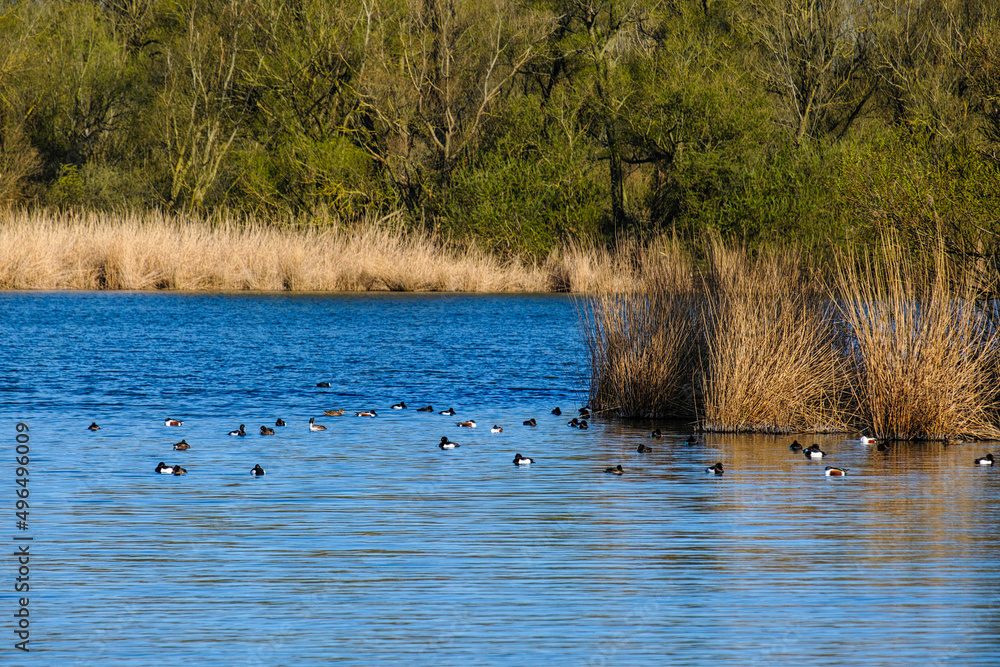 Fototapeta premium Lepelaarsplassen - Oostvaardersplassen