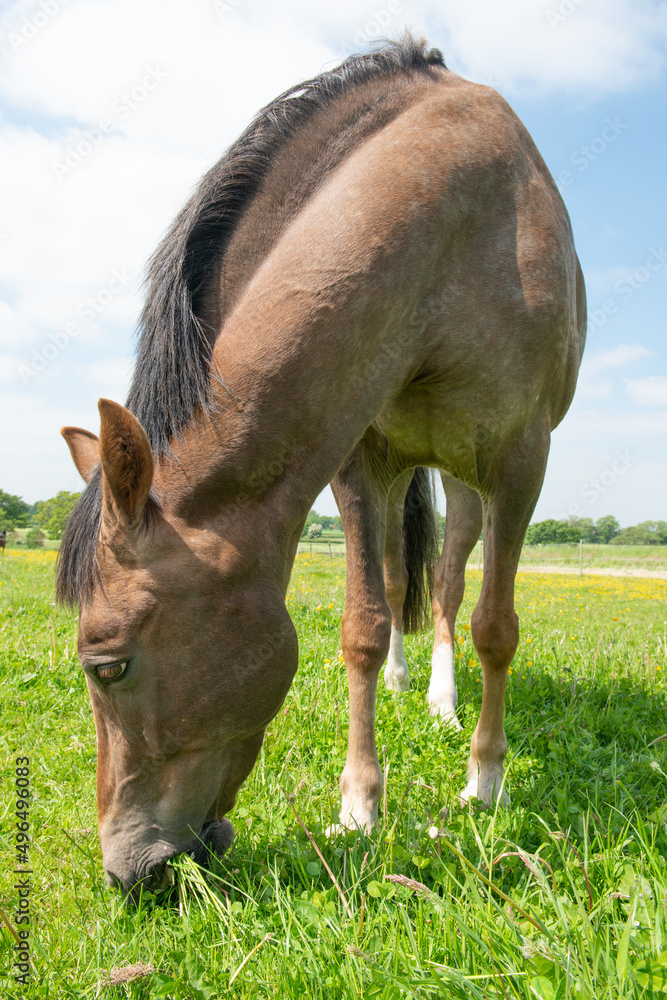 Fototapeta premium horse in meadow eating grass