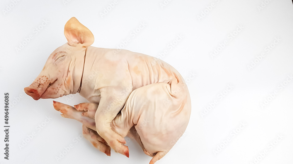 the carcass of a small dairy fresh piglet lies on a white background of isolate. preparation of an expensive exquisite festive pork dish the carcass of a small dairy fresh piglet lies on a white background of isolate. preparation of an expensive exquisite festive pork dish