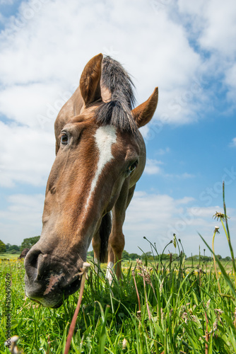 Horse grazing head close up © OrangeFrameStudio
