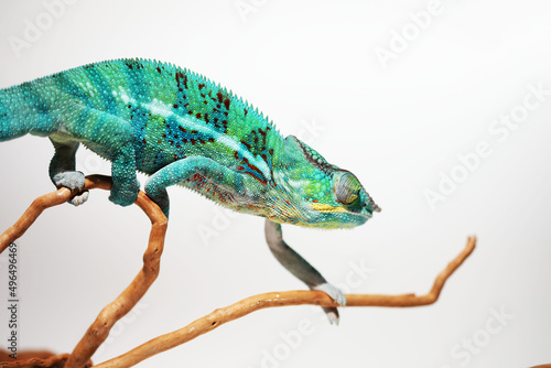 Blue Chameleon lizard climbing on tree