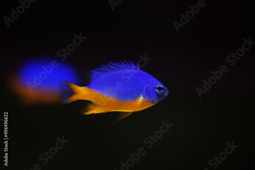 Obraz na plátně Yellow belly damselfish (Chrysiptera hemicyanea)