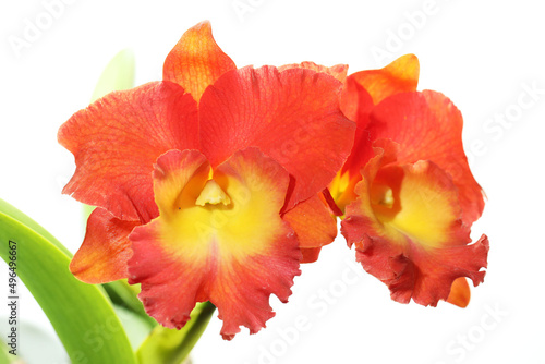 Cattleya Star of Siam orchid in white background