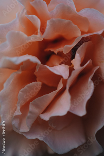 Close-up view of a Pink rose. Selective focus