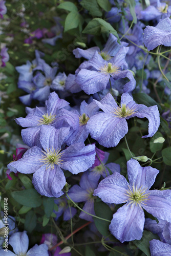 Bunch of the blue colored clematis flowers
