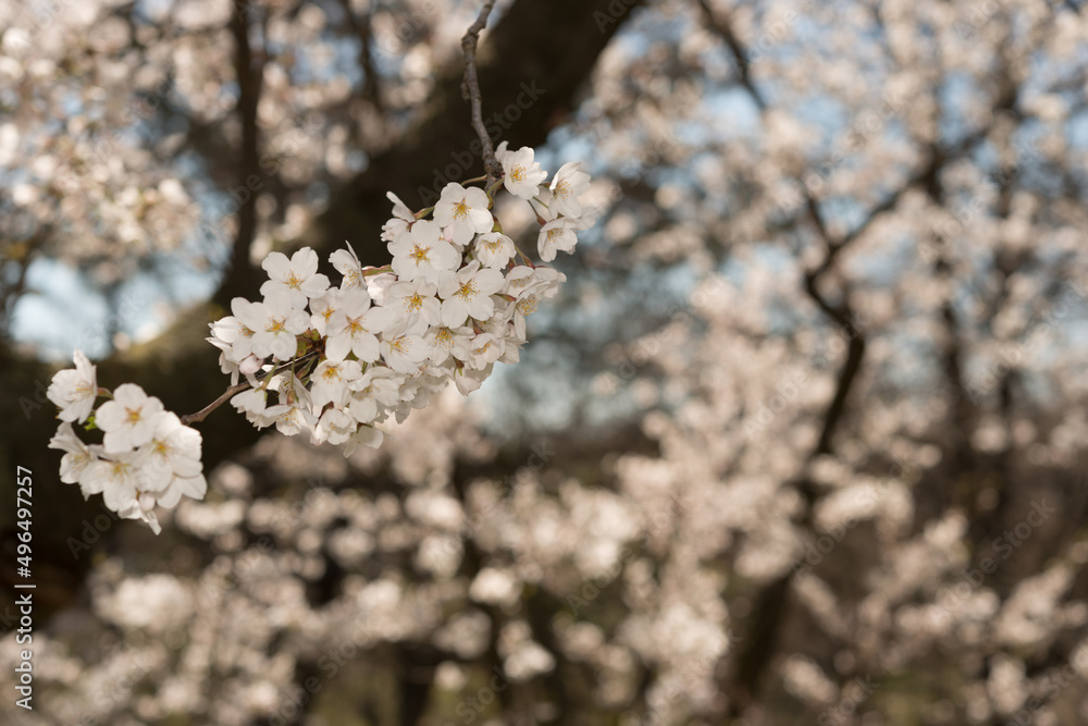 Fototapeta premium white cherry blossoms in spring