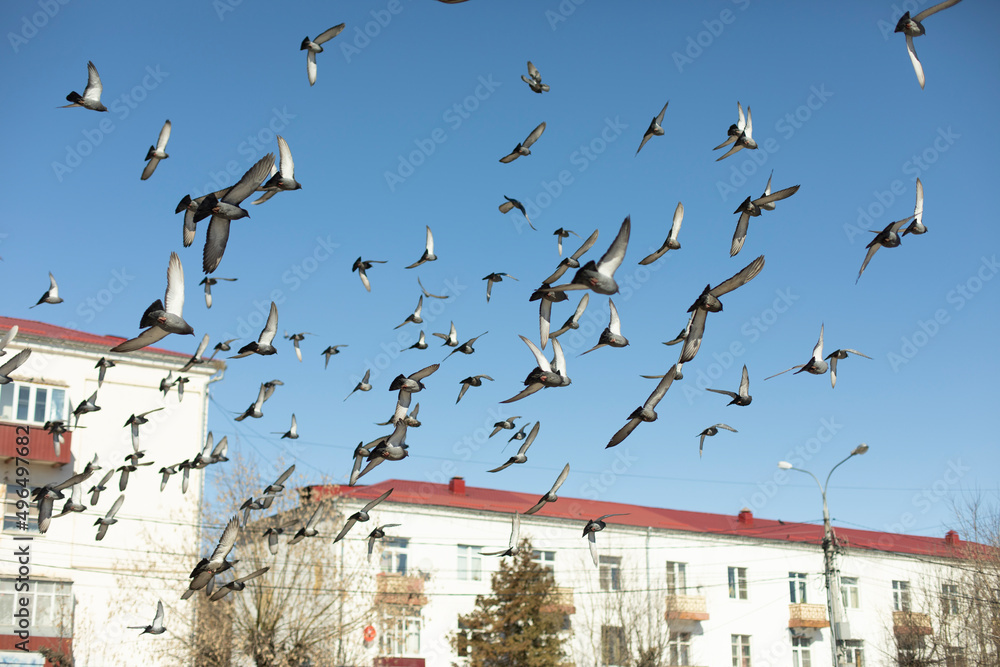 Pigeons fly against backdrop of city. Birds in sky. Pigeons fly against backdrop of city. Birds in sky.