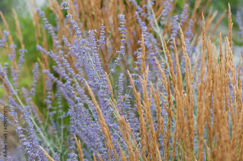 grass seed plumes and lavender Salvia yangii in the garden photo