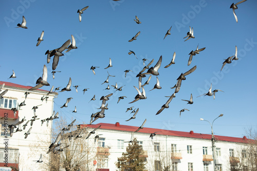 Pigeons fly against backdrop of city. Birds in sky.