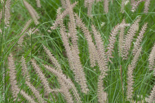 ornamental grass with fancy seed plumes