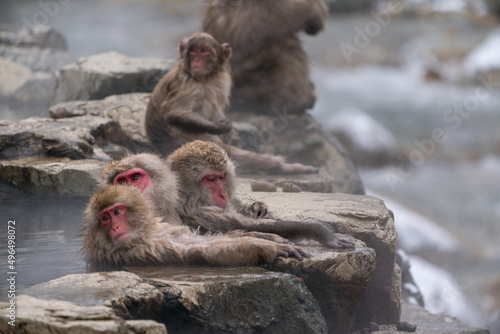 The Japanese macaque (Macaca fuscata) © Johannes Jensås