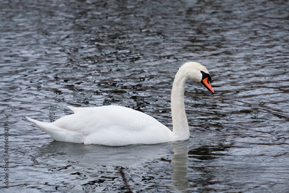 Fototapeta premium Mute swan in the water, Cygnus olor