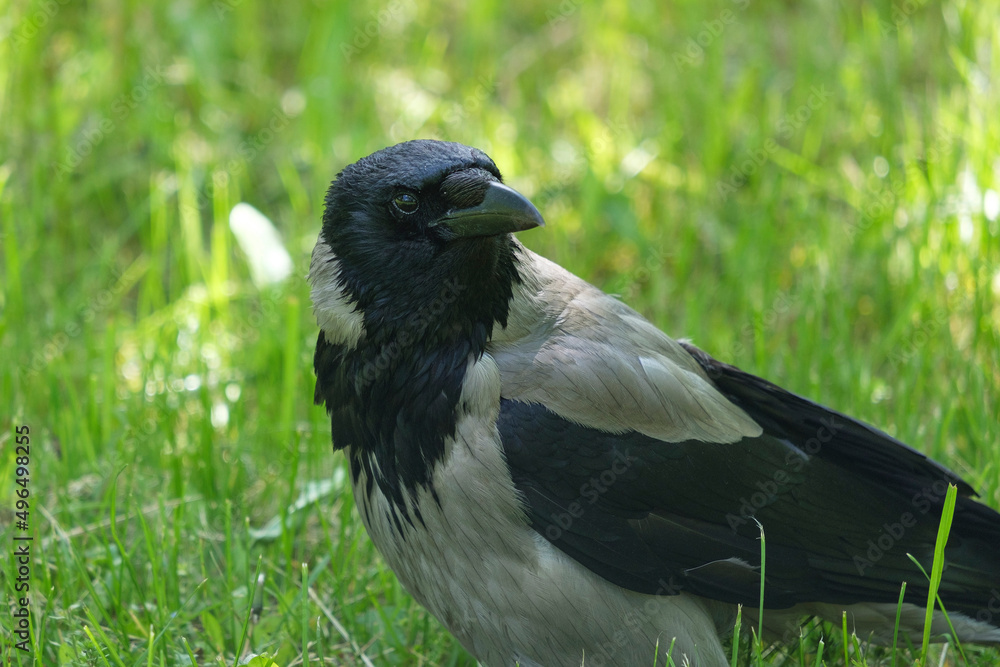 Obraz premium crow in the grass, Corvus cornix close up