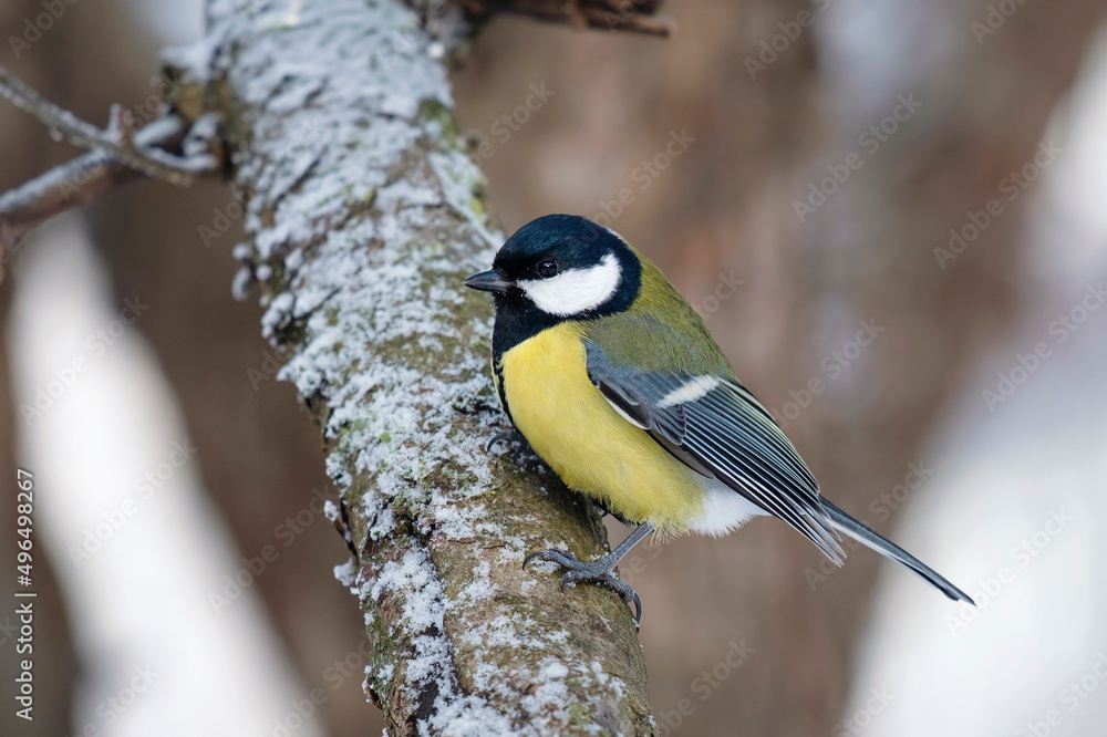 Obraz premium great tit on the branch, Parus major