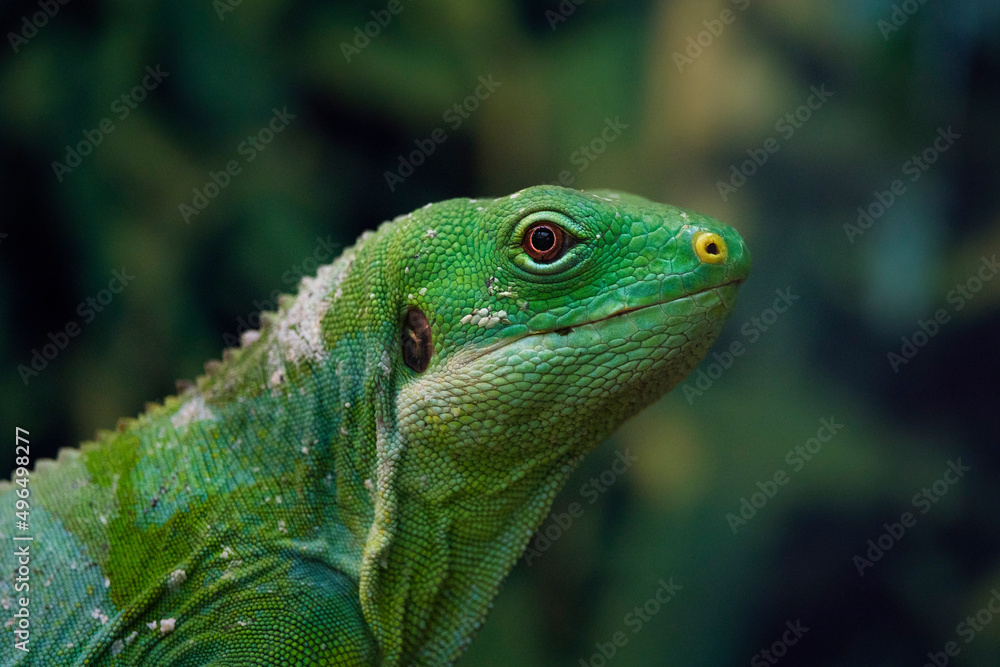 Lau banded iguana, Brachylophus fasciatus close up Lau banded iguana, Brachylophus fasciatus close up