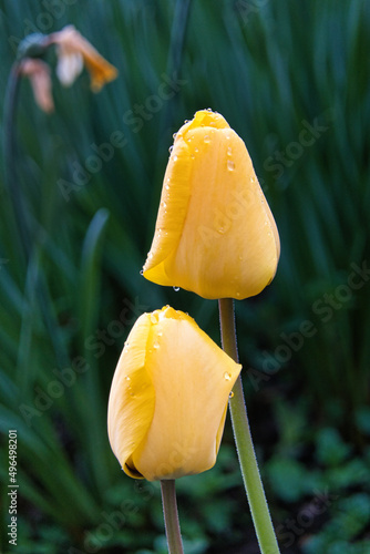 Gelbe Tulpen
